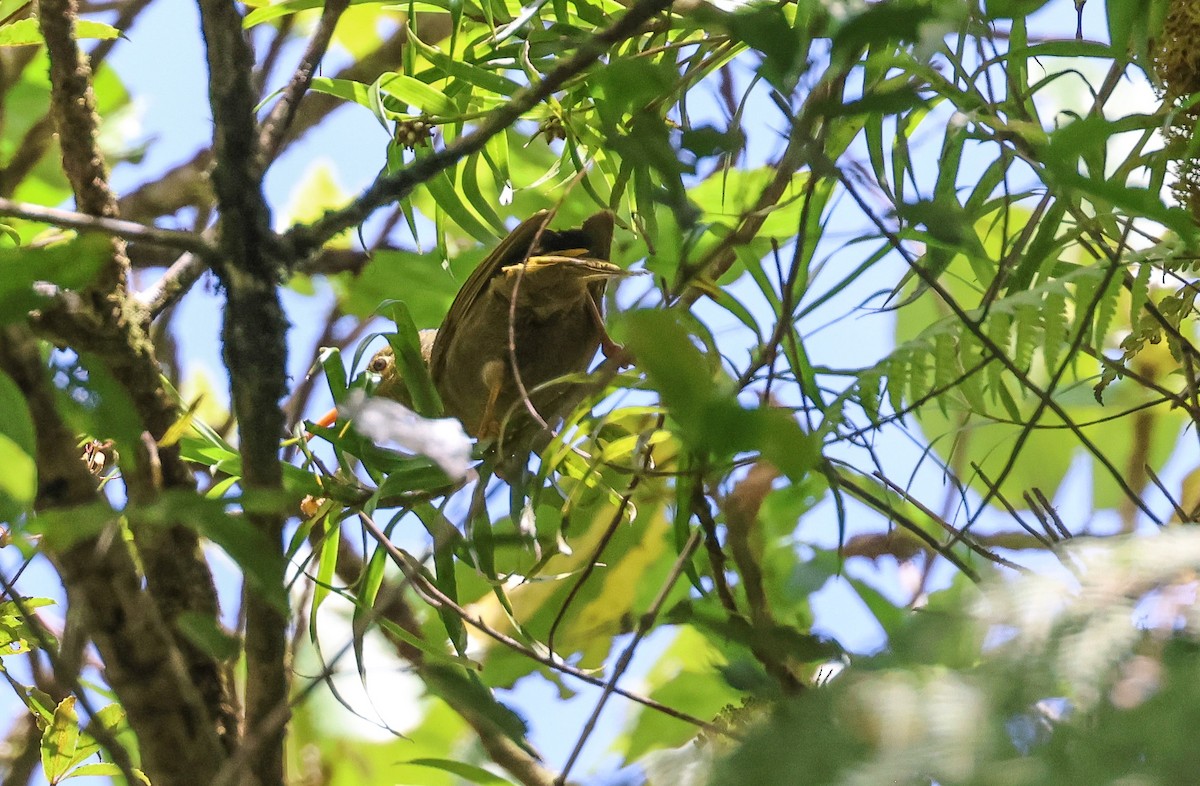 Chattering Giant-Honeyeater - ML613790341