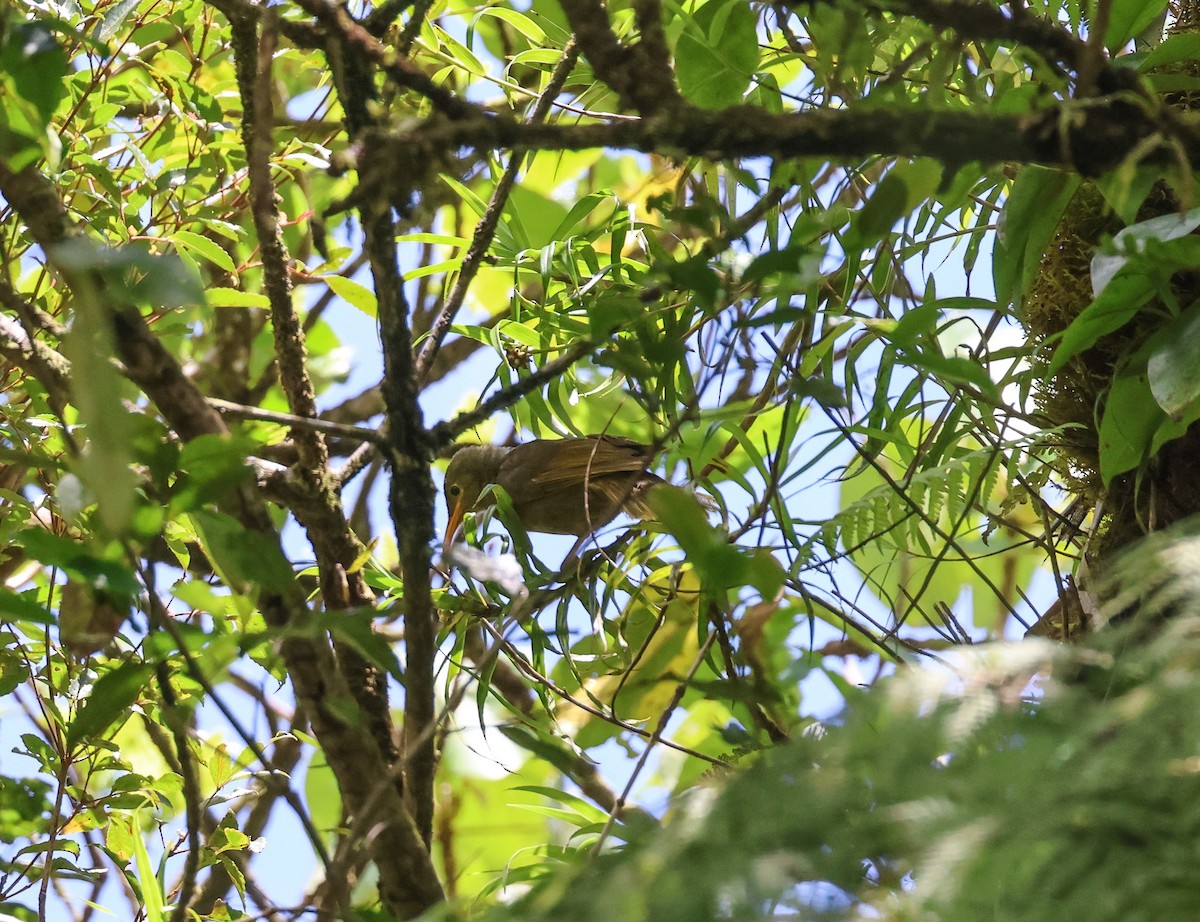 Chattering Giant-Honeyeater - ML613790342