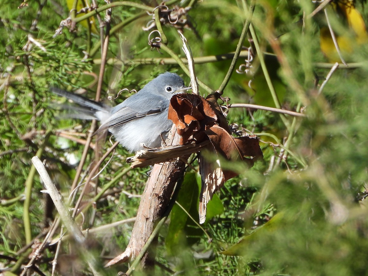 Blue-gray Gnatcatcher - ML613790361