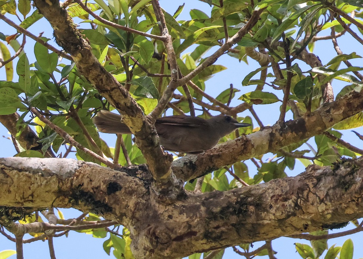 Fiji Shrikebill - ML613790369