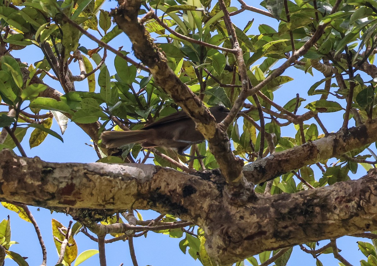 Fiji Shrikebill - ML613790370