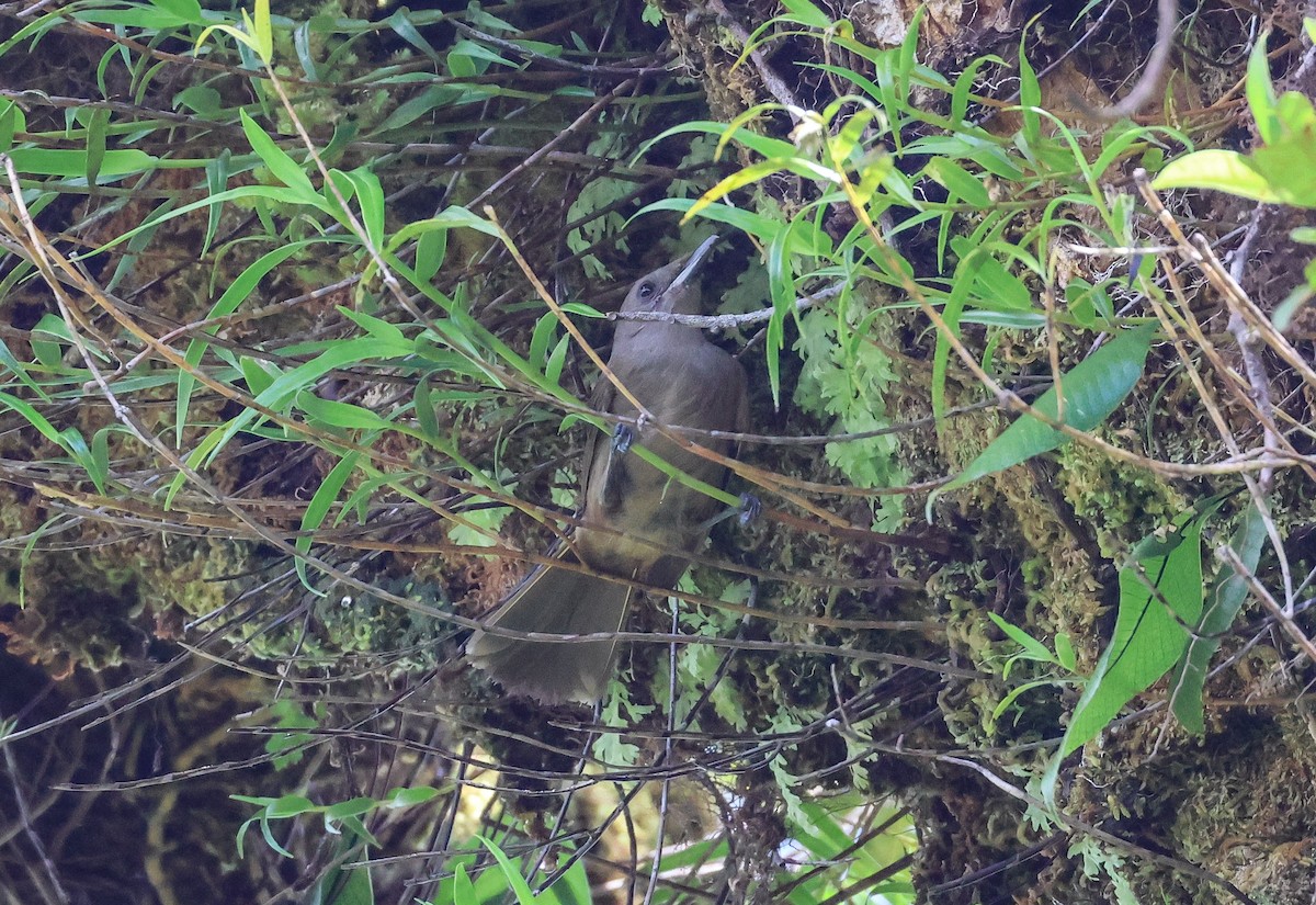 Fiji Shrikebill - ML613790372