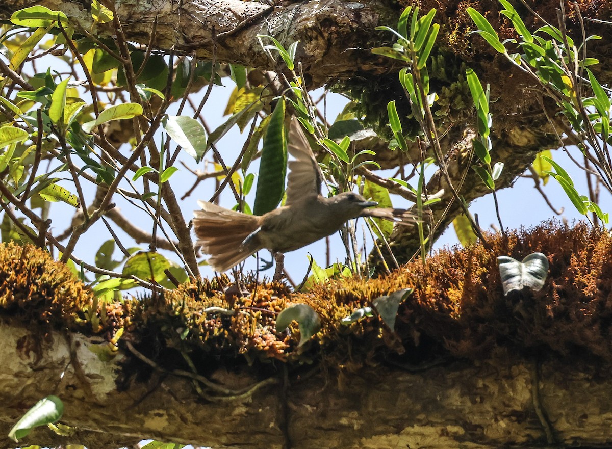 Fiji Shrikebill - ML613790373