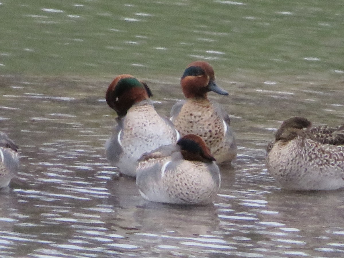 Green-winged Teal - ML613790433