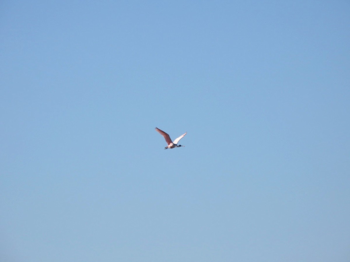 Roseate Spoonbill - ML613790483