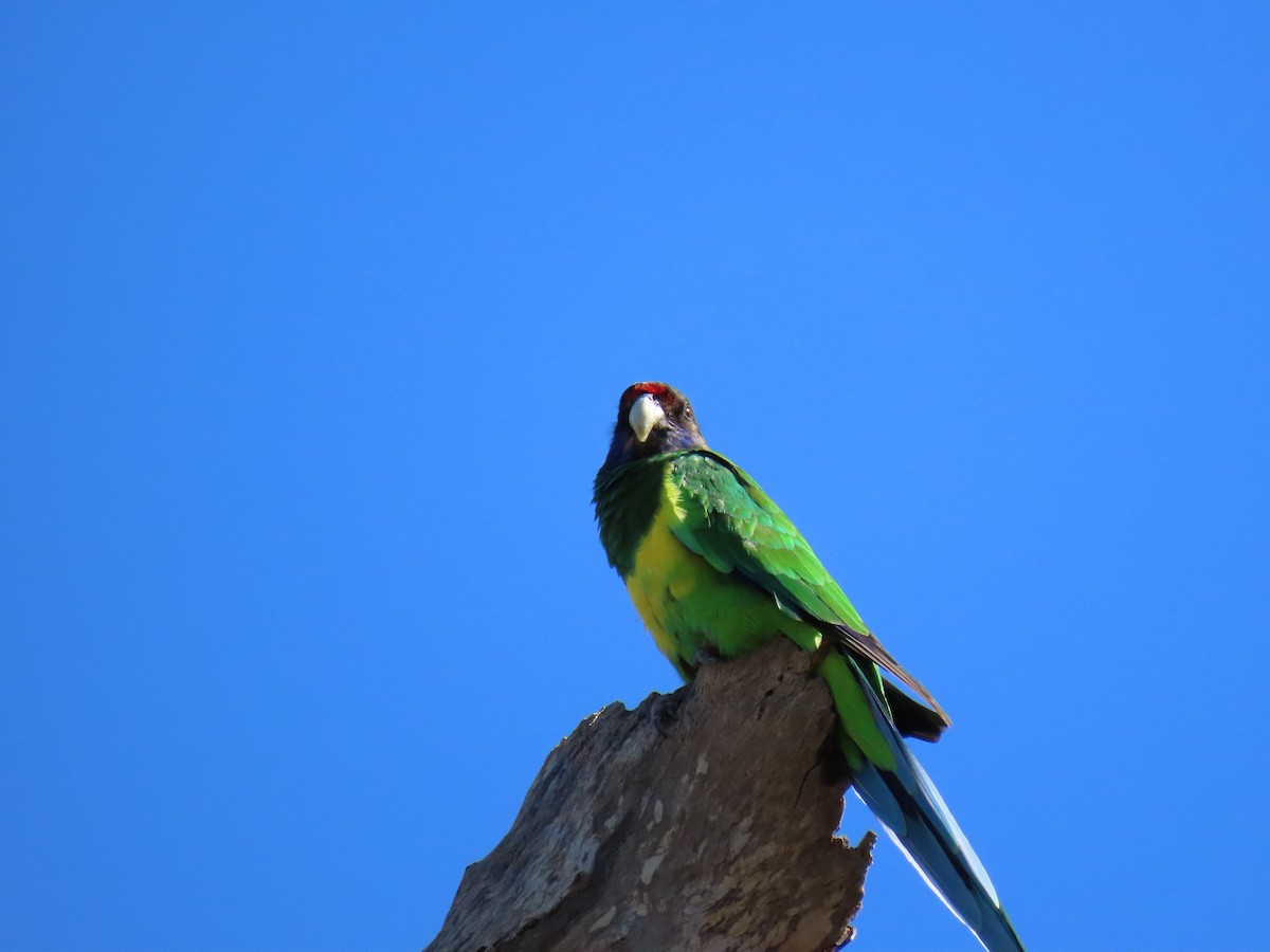 Perico de Port Lincoln - ML613790496