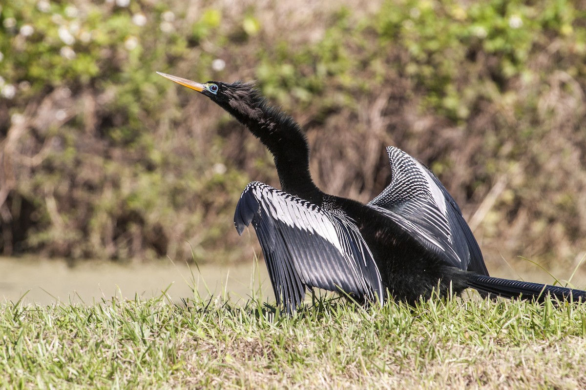 Anhinga d'Amérique - ML613790518