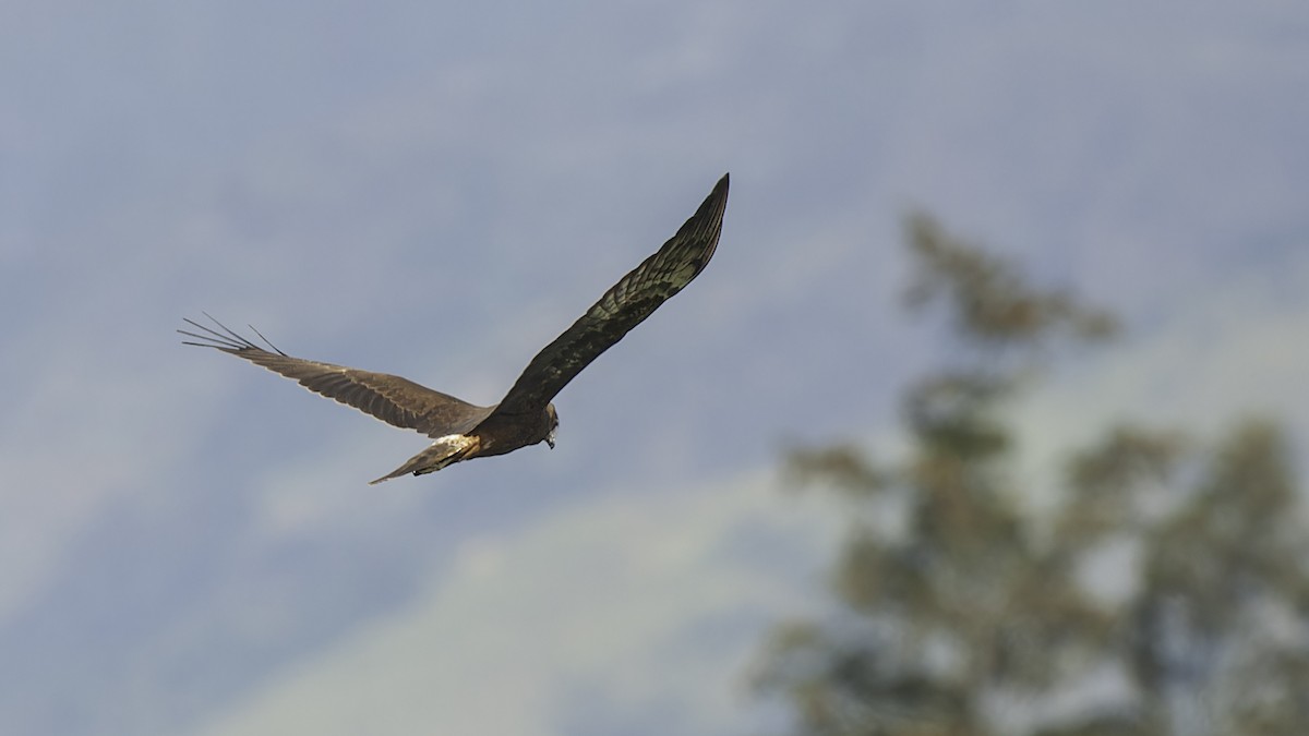 Papuan Harrier - ML613790521