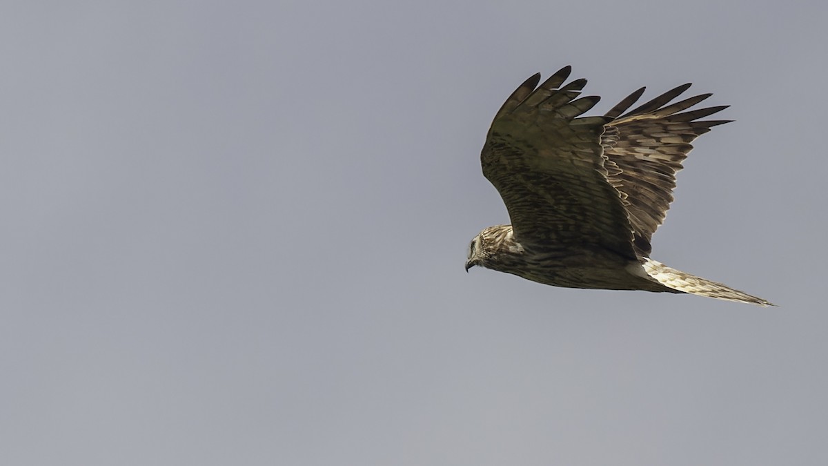 Papuan Harrier - ML613790523