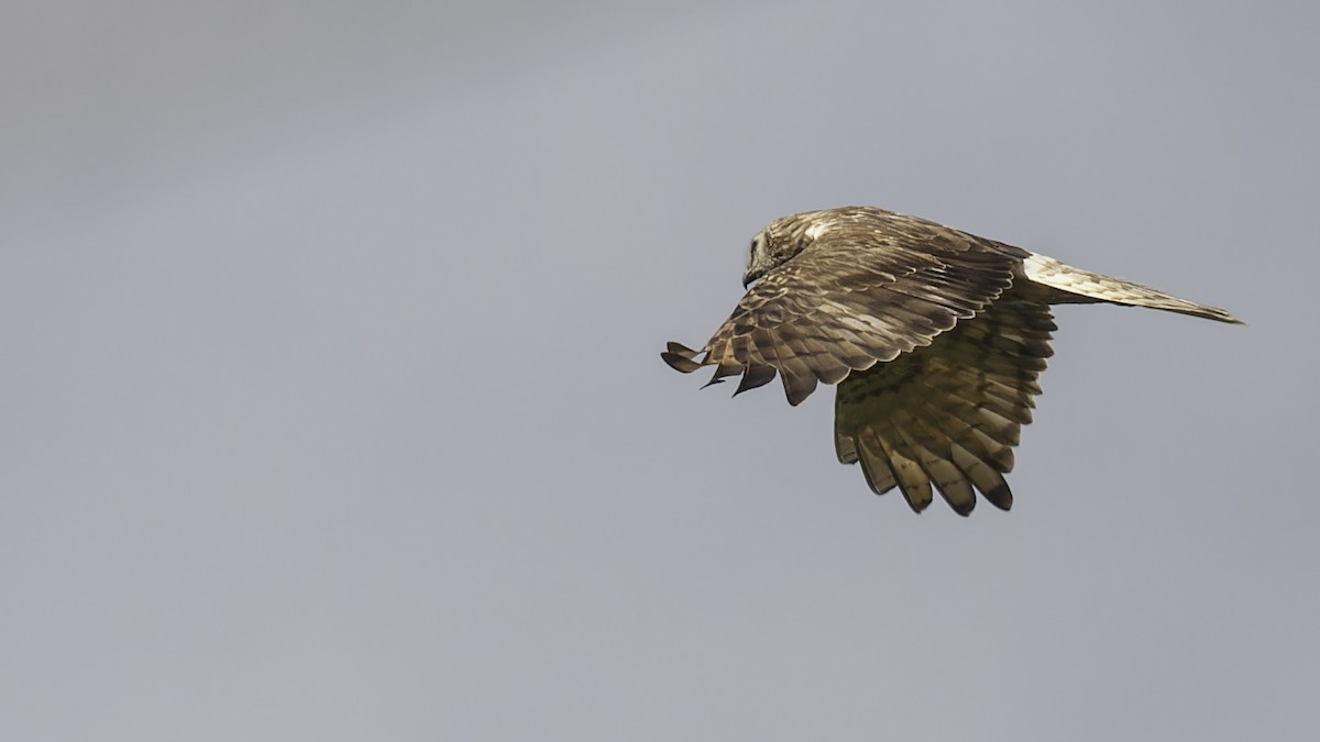 Papuan Harrier - ML613790525