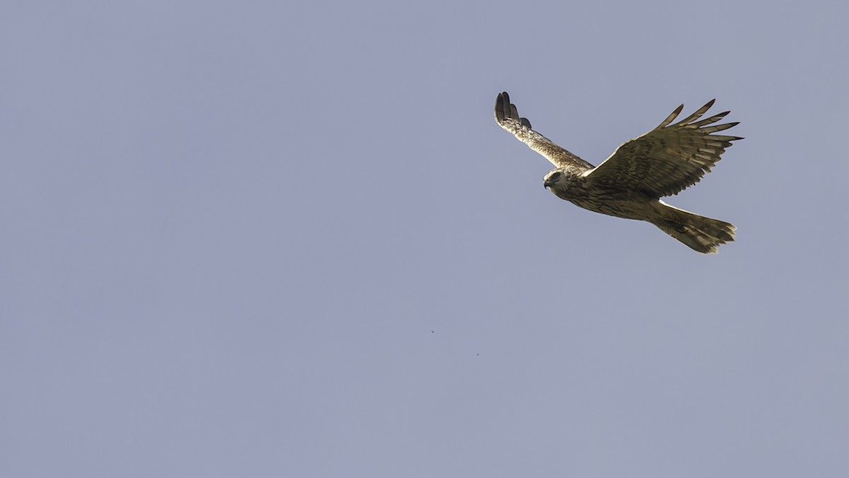 Aguilucho Lagunero de Papúa - ML613790526