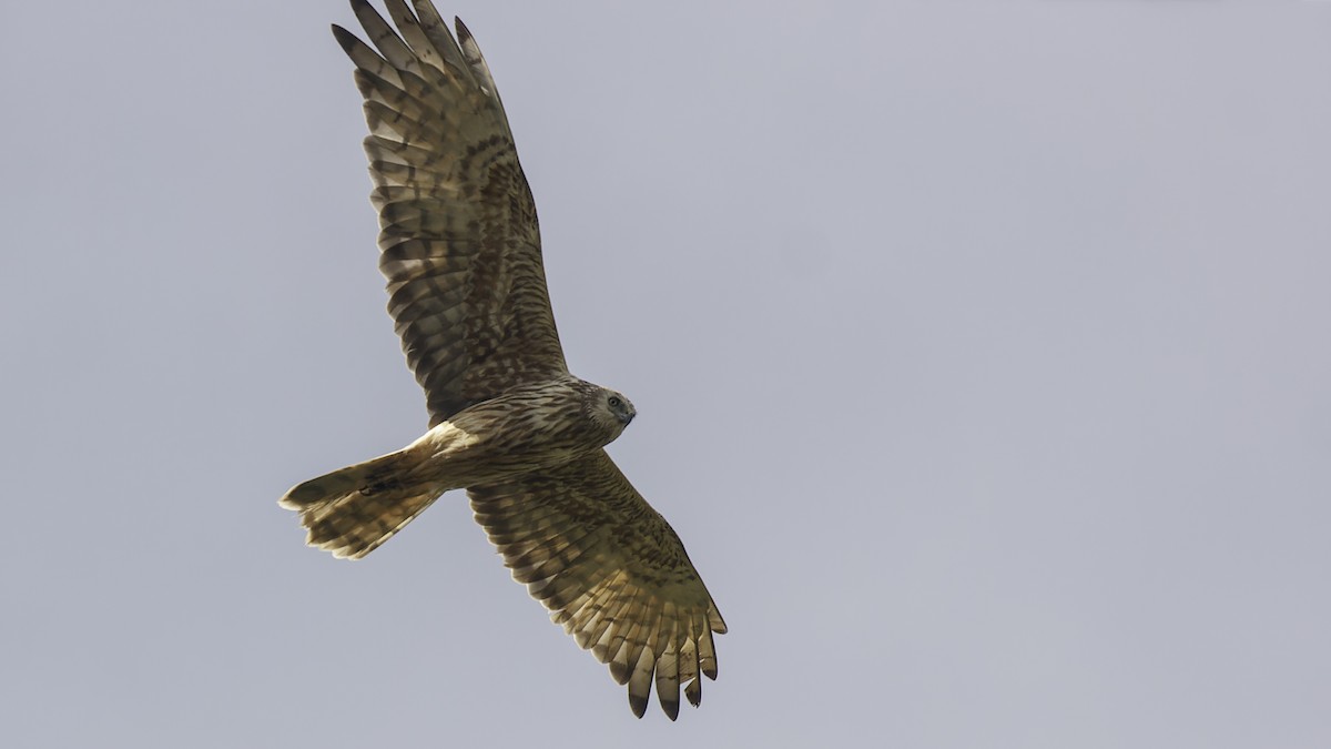 Papuan Harrier - ML613790528