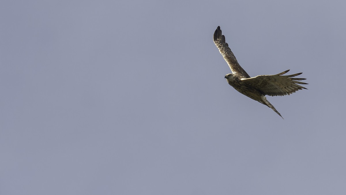 Papuan Harrier - ML613790529