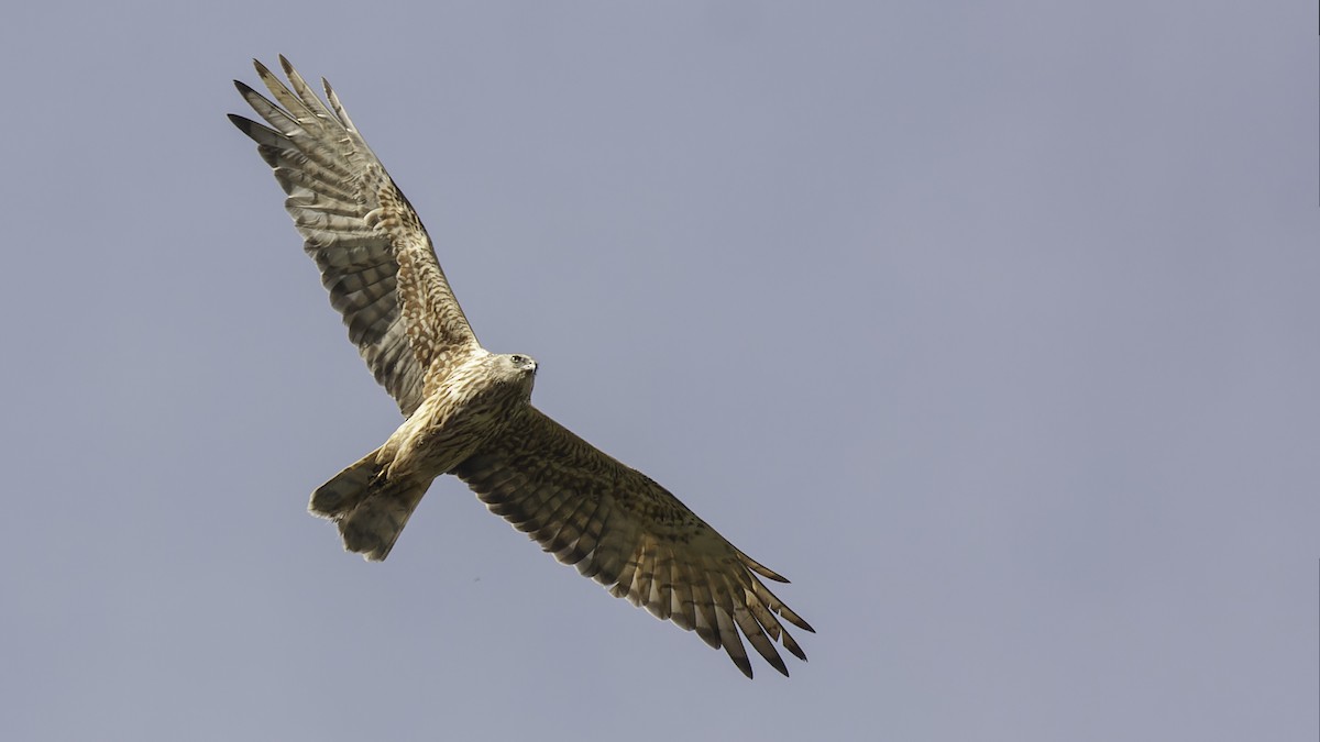 Papuan Harrier - ML613790530