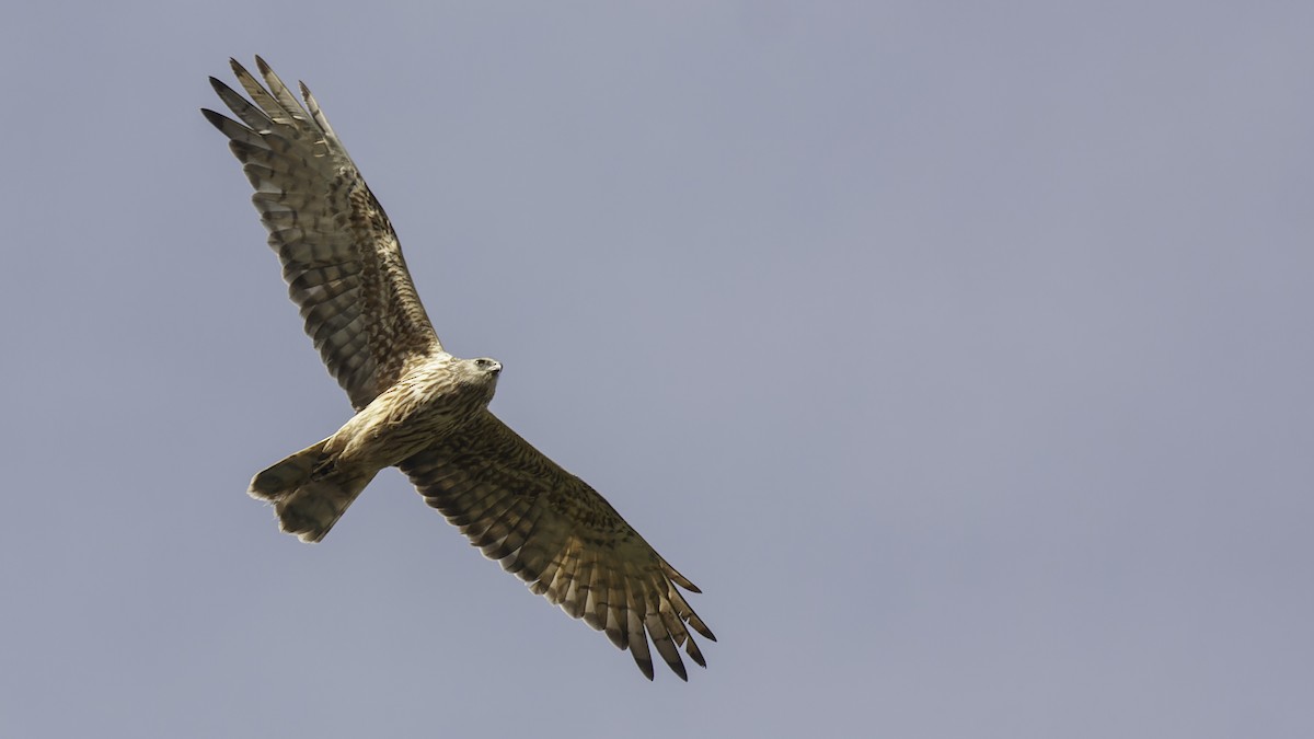 Papuan Harrier - ML613790531