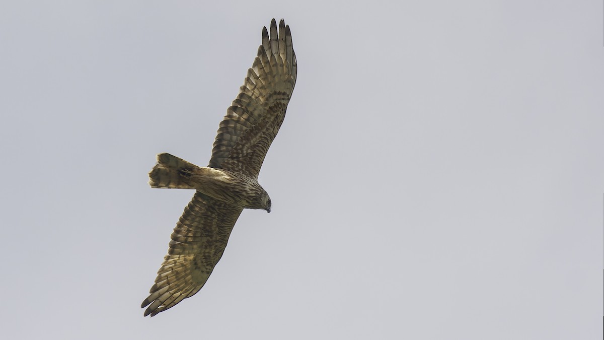 Papuan Harrier - ML613790532