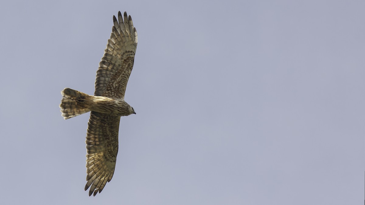 Papuan Harrier - ML613790535