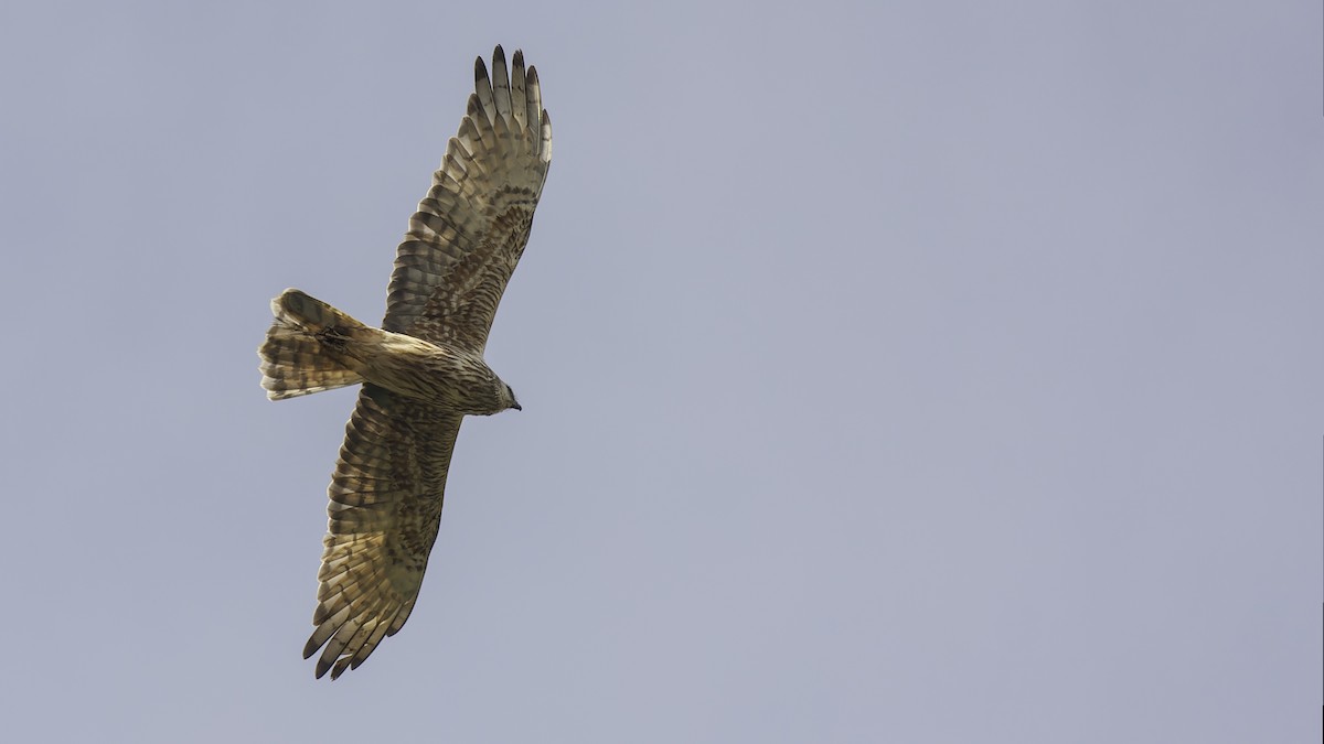 Papuan Harrier - ML613790536