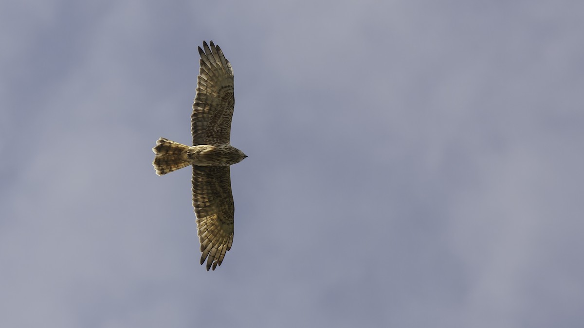 Papuan Harrier - ML613790537