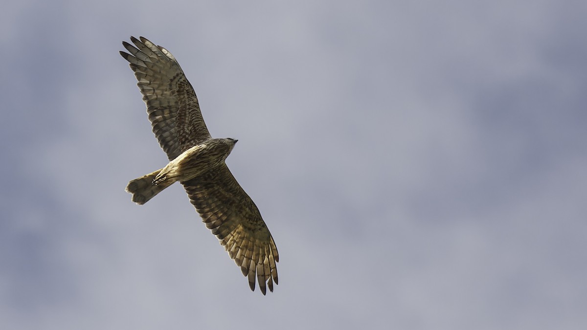 Papuan Harrier - ML613790538