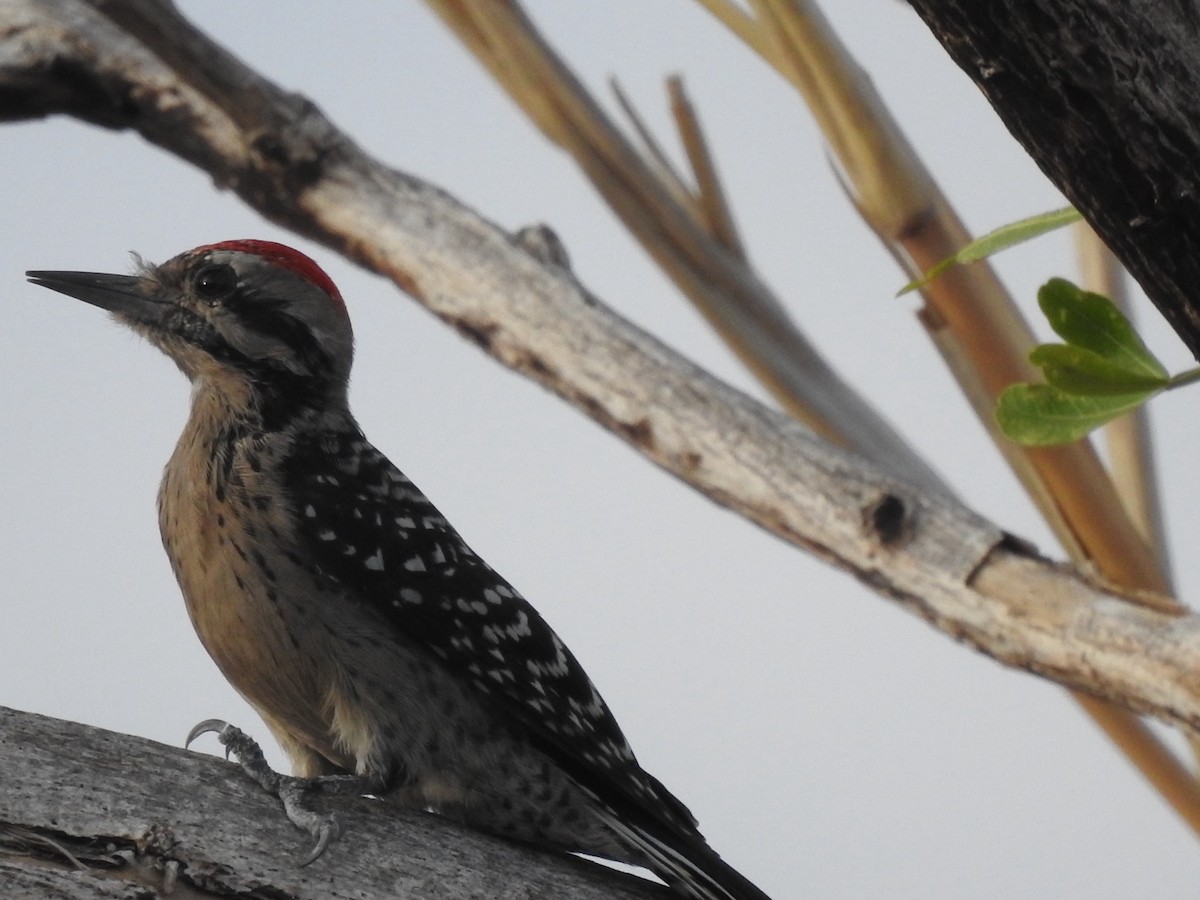 Ladder-backed Woodpecker - Roberto Downing