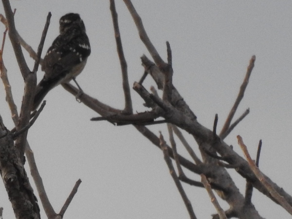 Rose-breasted Grosbeak - ML613790555