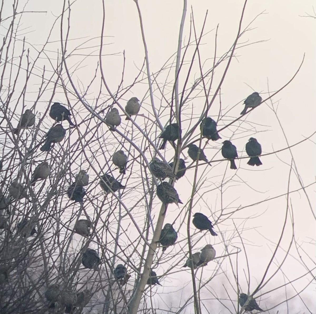 Brown-headed Cowbird - ML613790565