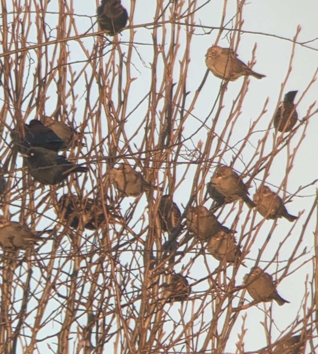 Brown-headed Cowbird - ML613790566