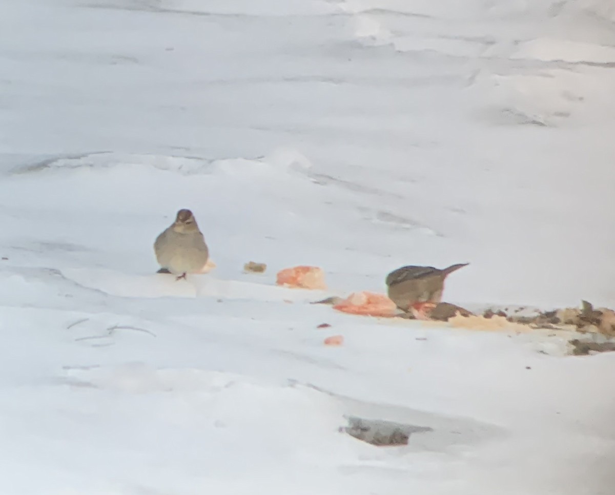 White-crowned Sparrow - Austin Young