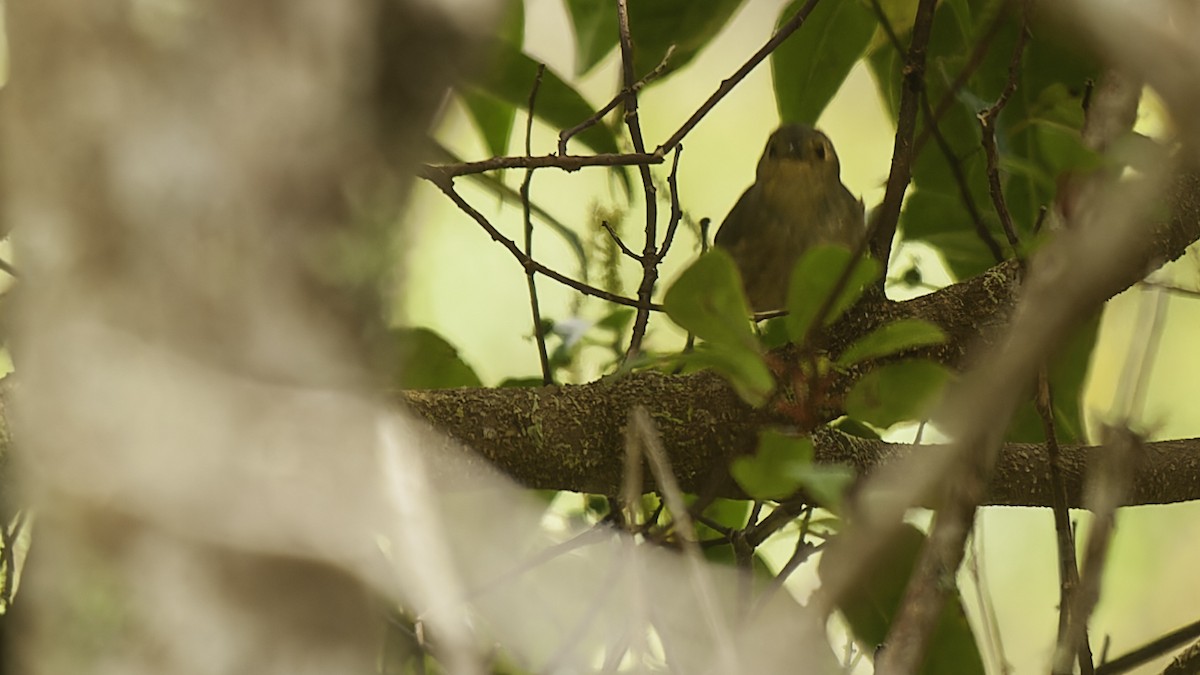 Buff-faced Scrubwren - ML613790610