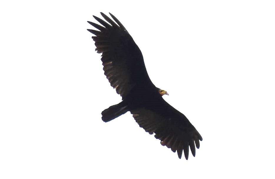Greater Yellow-headed Vulture - David Wheeler