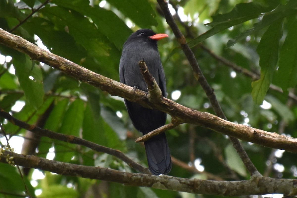 Black-fronted Nunbird - David Wheeler