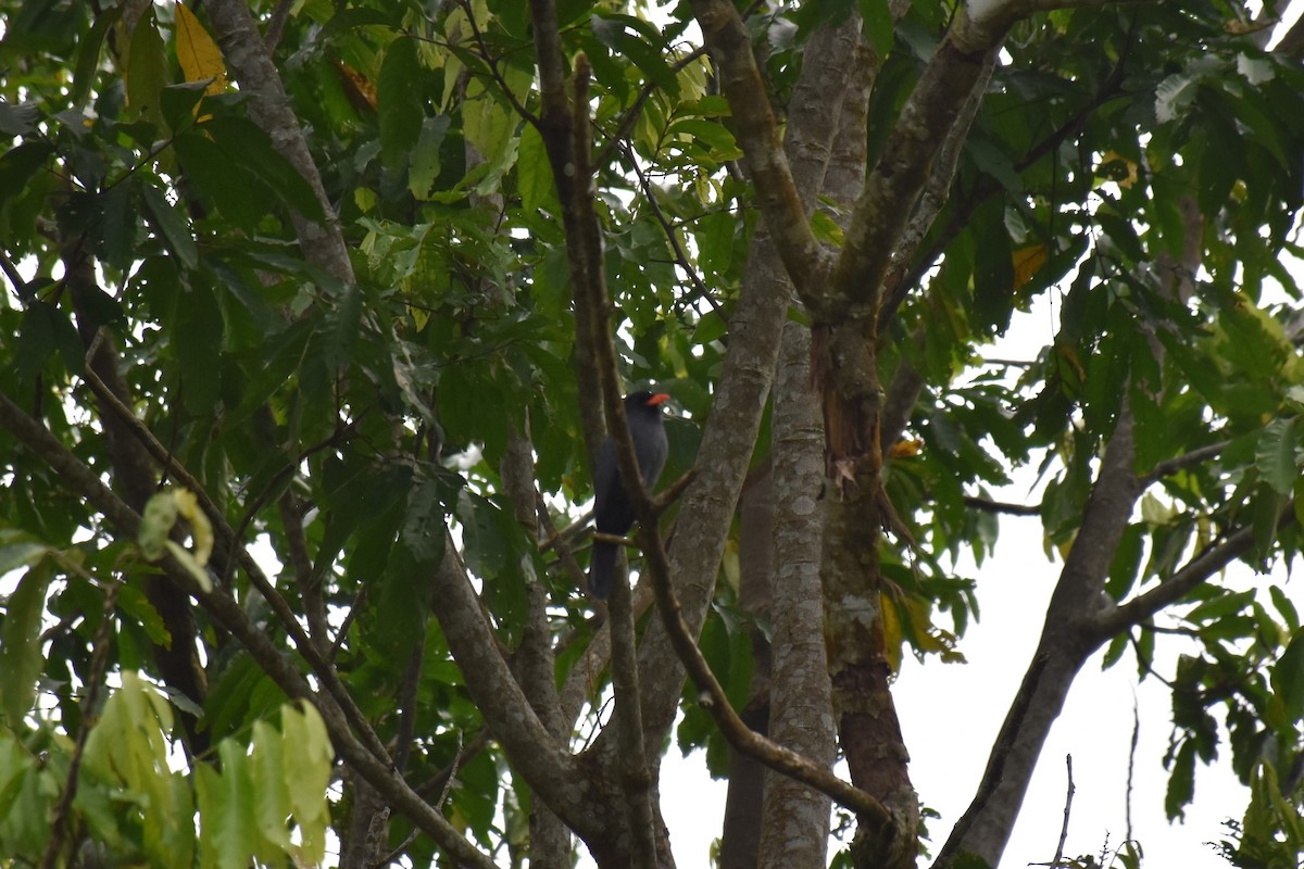 Black-fronted Nunbird - David Wheeler