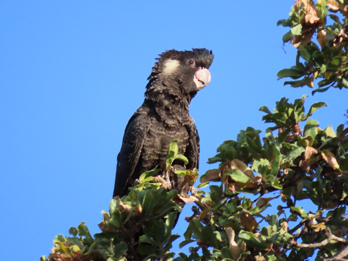 black-cockatoo sp. - ML613790678