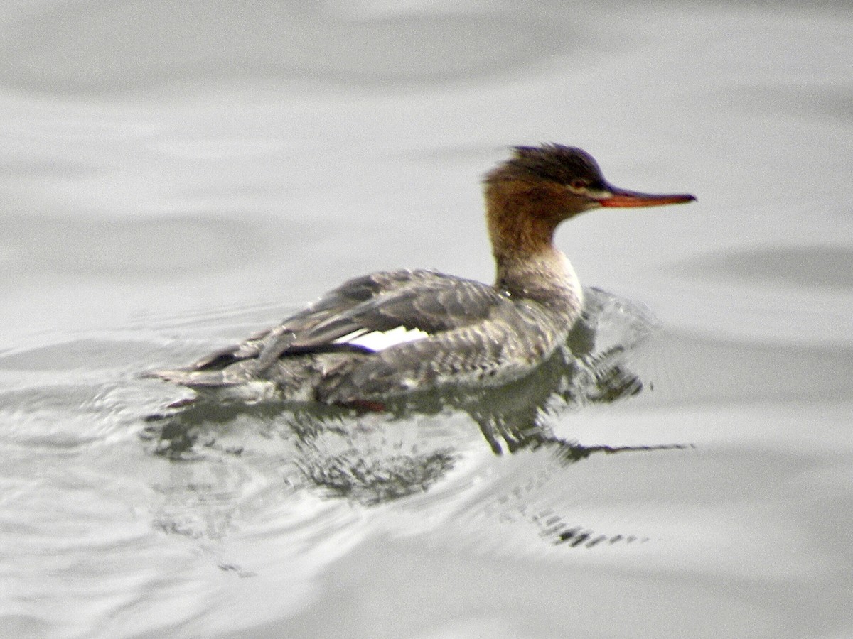 Red-breasted Merganser - ML613790701