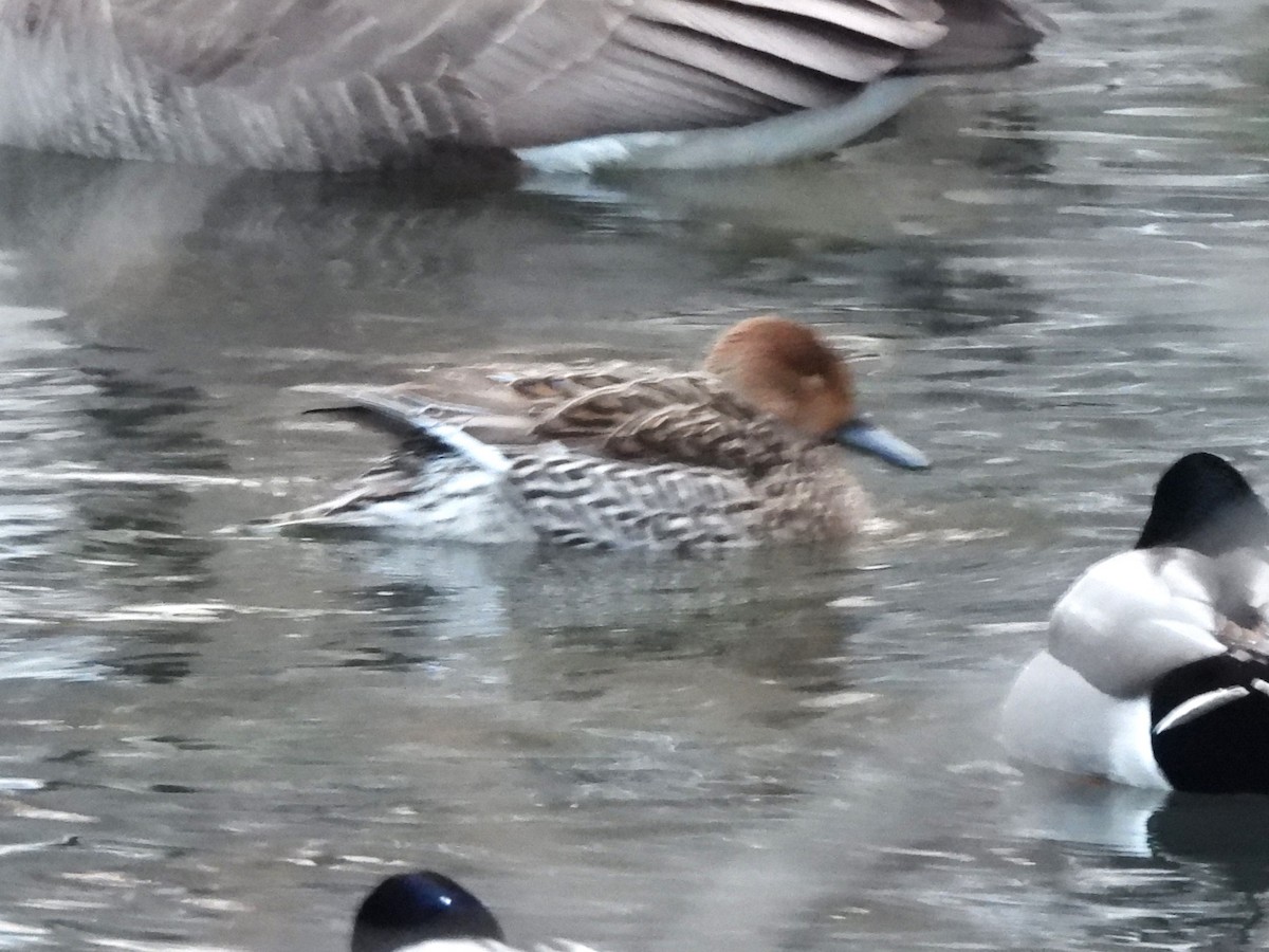 Northern Pintail - ML613790712