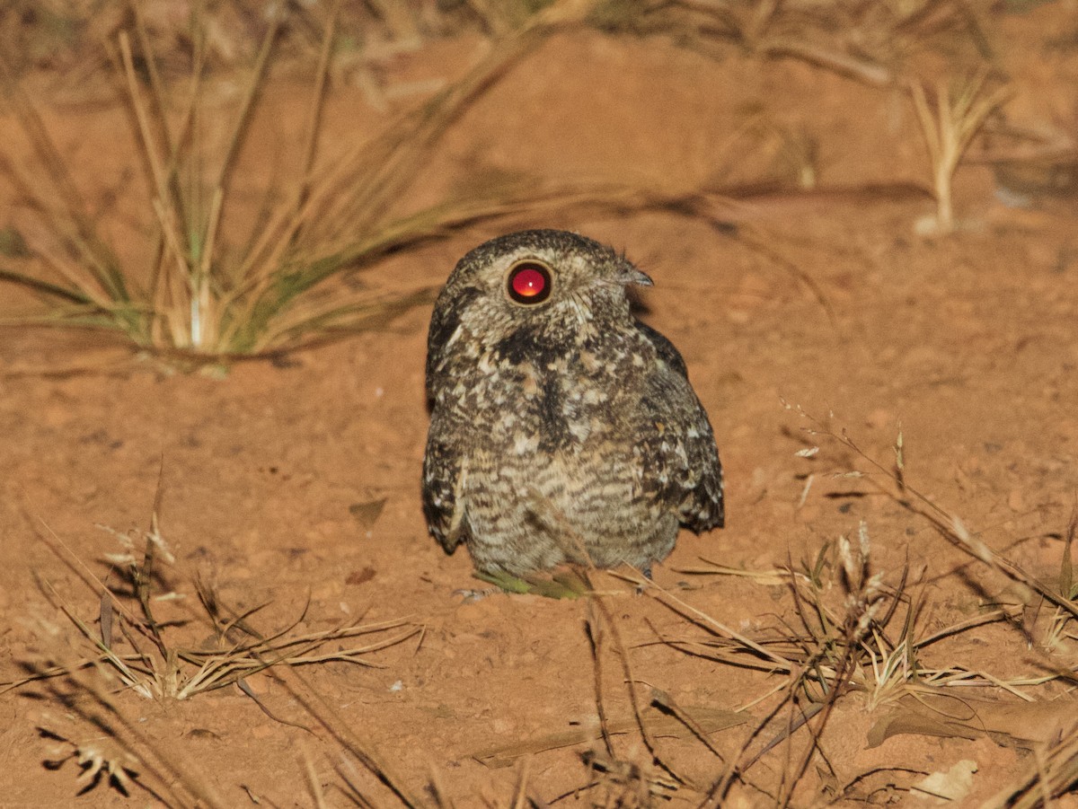 Savanna Nightjar (Sunda) - Wisa Surachat