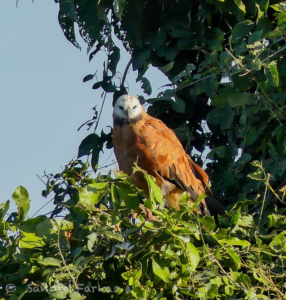 Black-collared Hawk - ML613790781