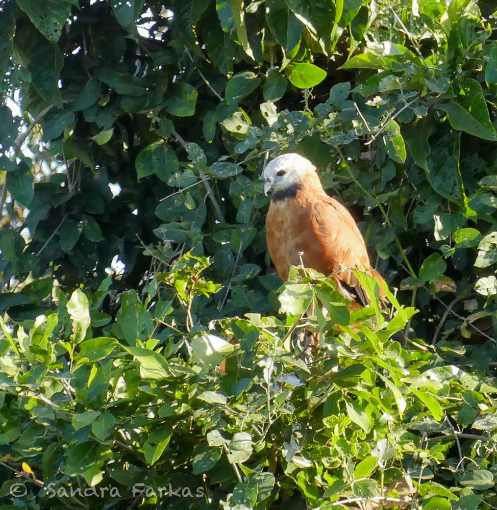 Black-collared Hawk - Sandra Farkas