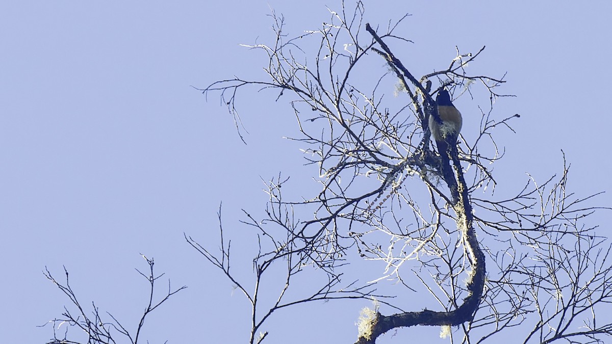 Wimpelträger-Paradiesvogel - ML613790786