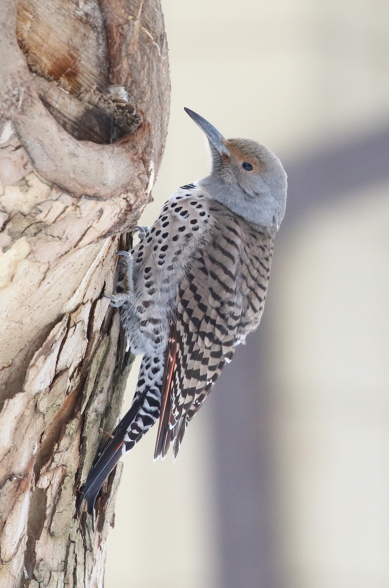 Northern Flicker - Catherine Temple