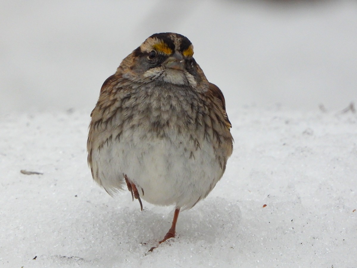White-throated Sparrow - ML613790849