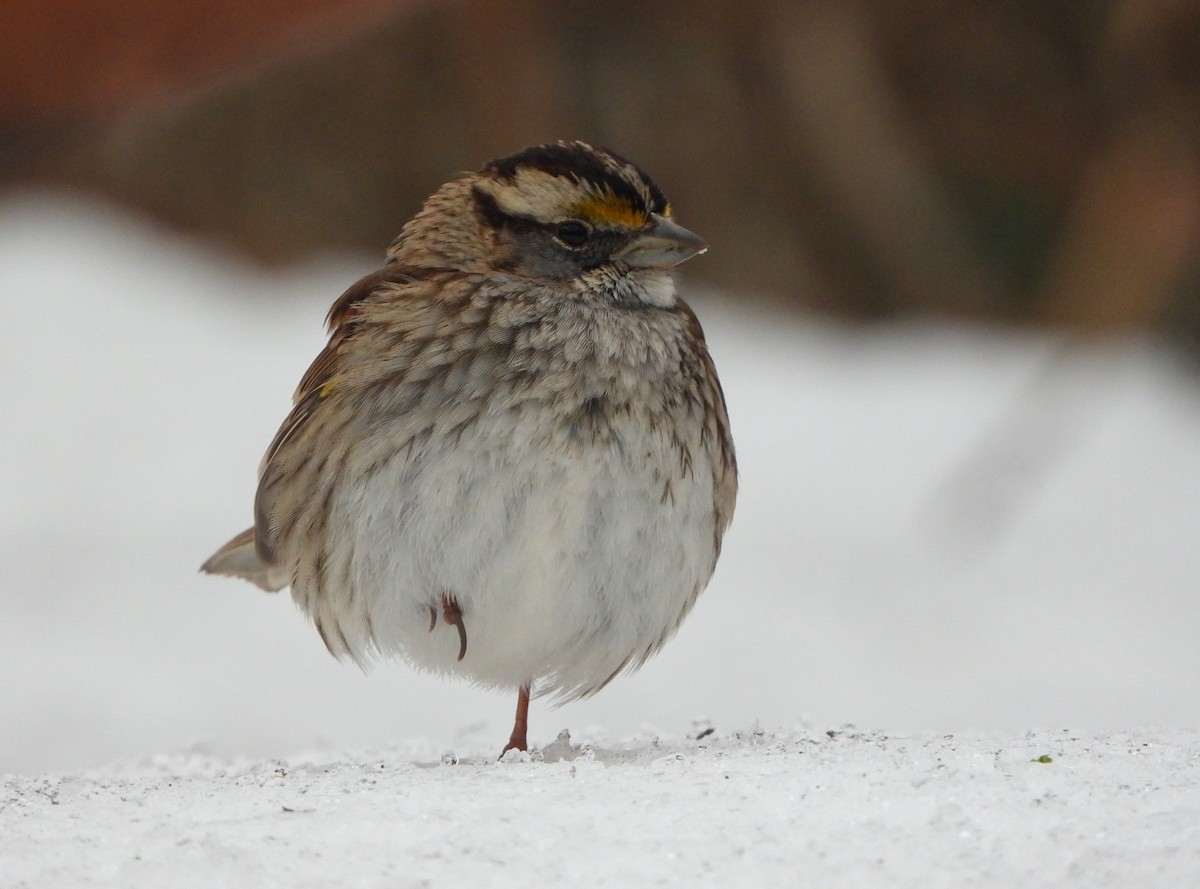 White-throated Sparrow - ML613790851