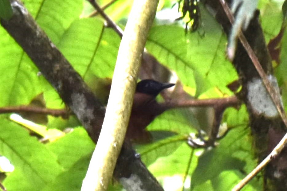 White-shouldered Antbird - David Wheeler