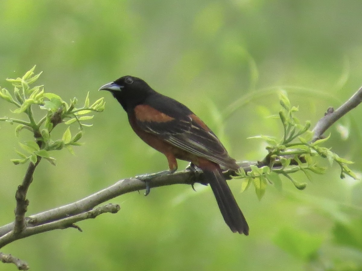 Orchard Oriole - ML613790906