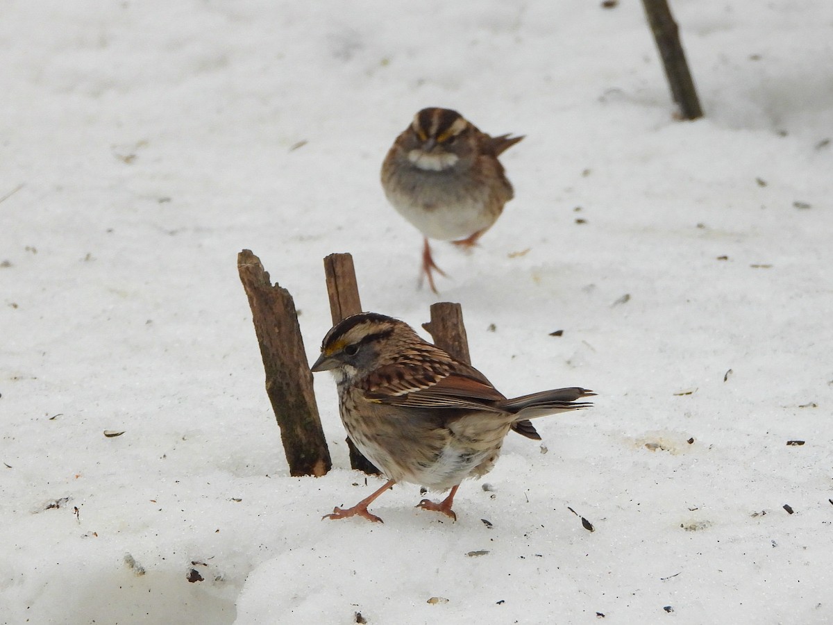 White-throated Sparrow - ML613790935