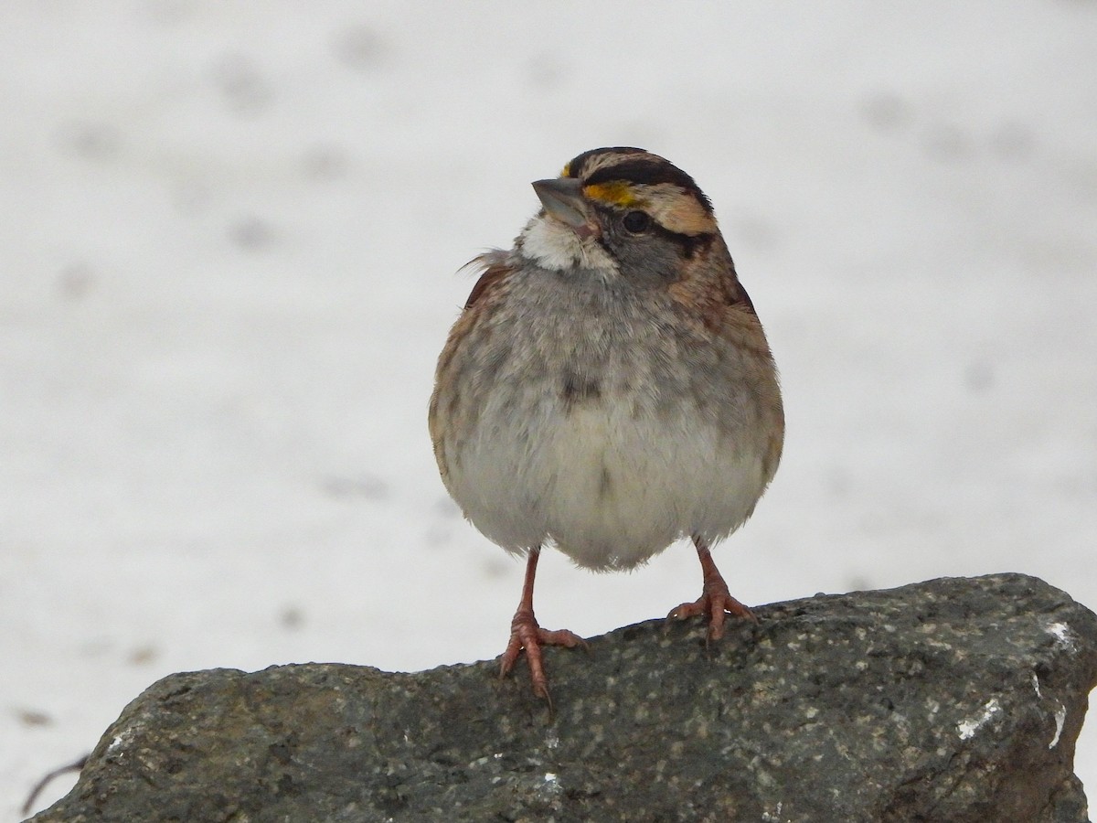 White-throated Sparrow - ML613790936