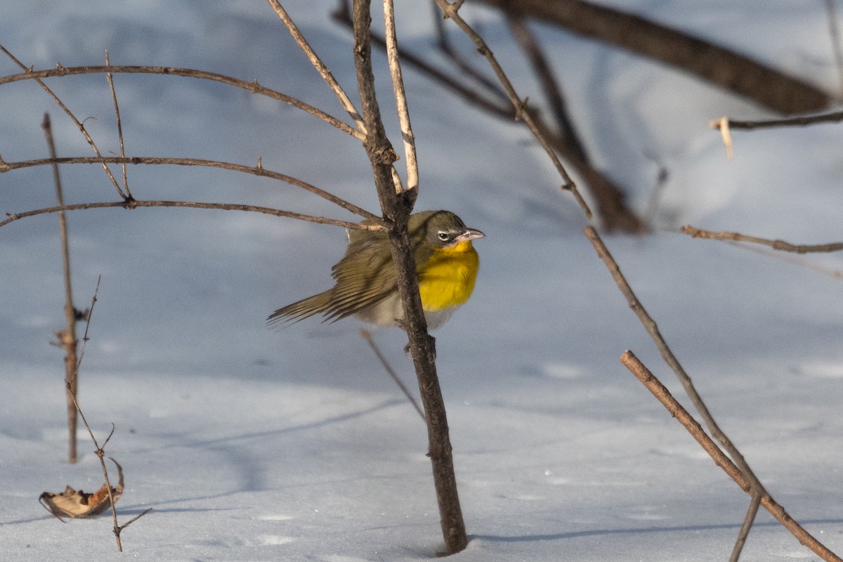 Yellow-breasted Chat - Diane Demers