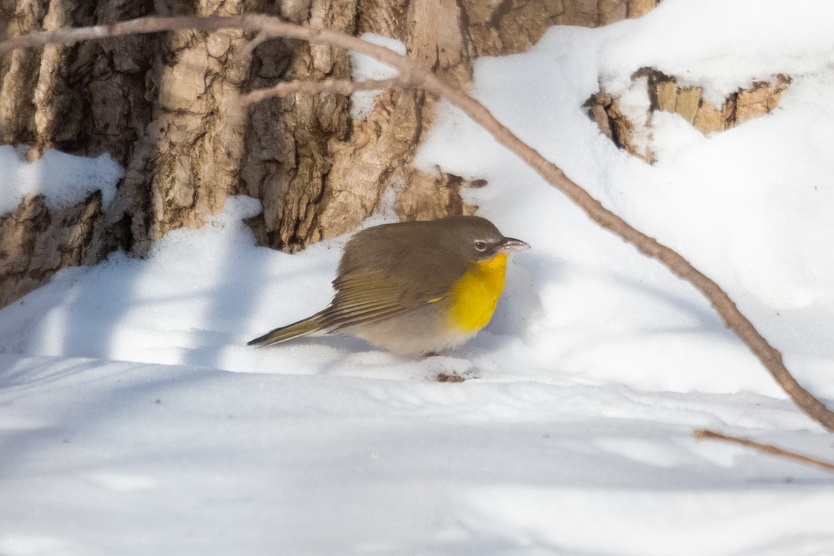 Yellow-breasted Chat - ML613791025