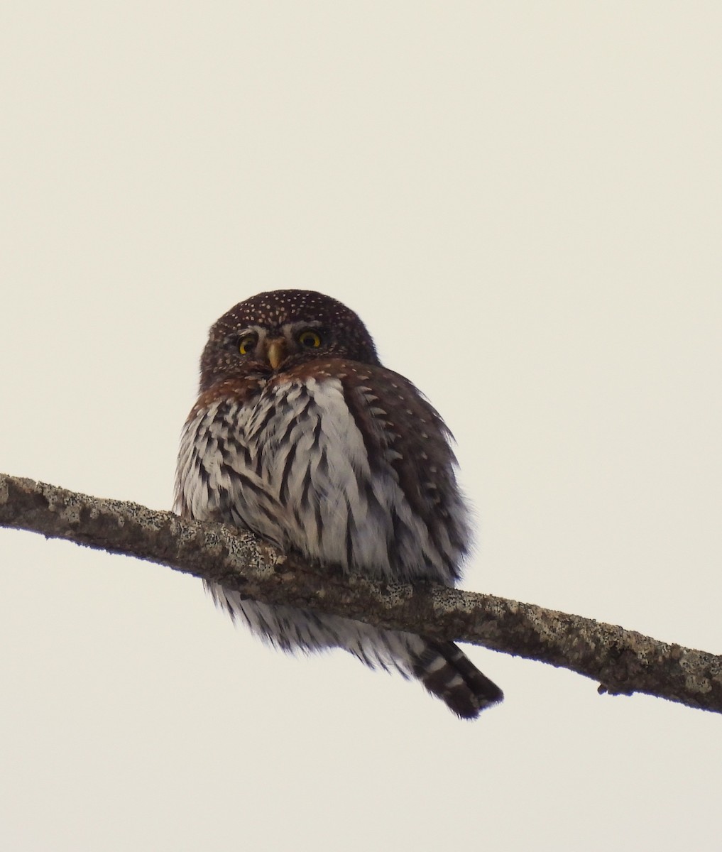 Northern Pygmy-Owl - ML613791042